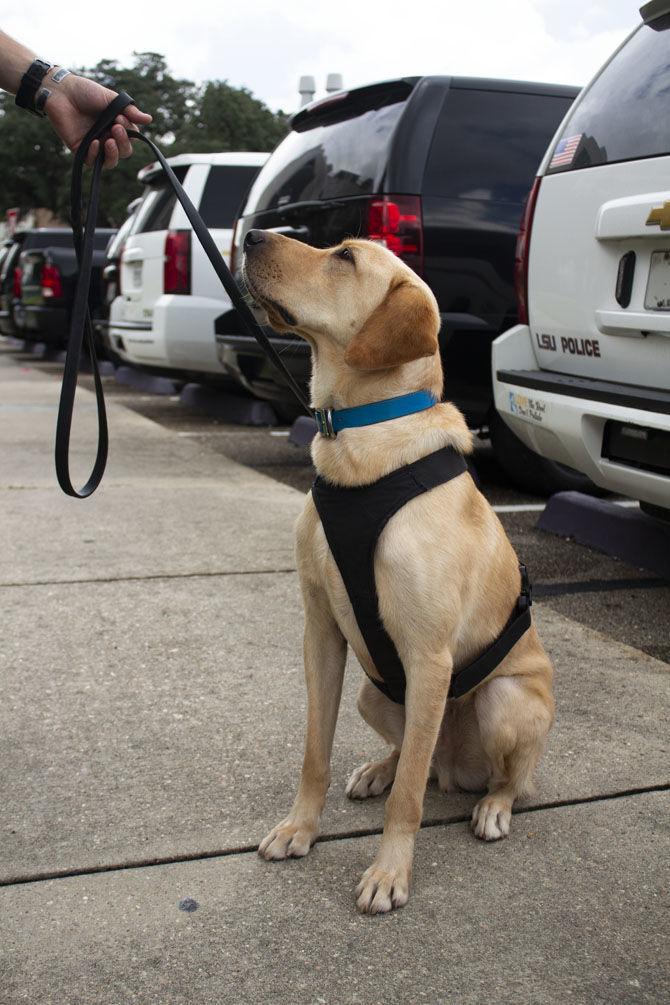 LSUPD welcomes new 'Vapor Wake' K-9s to campus