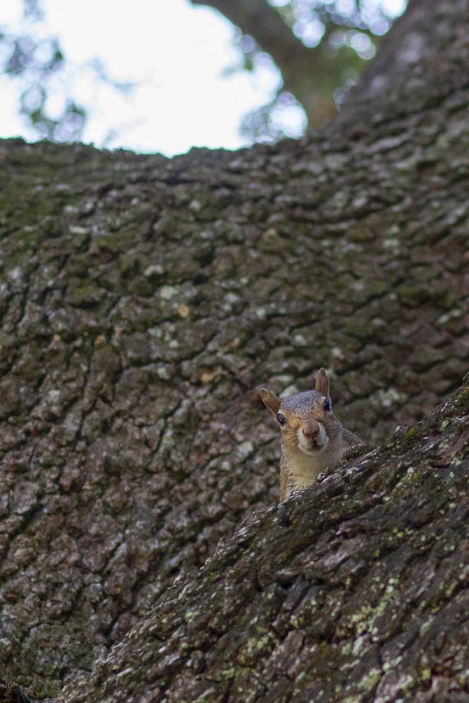 PHOTOS: A Squirrel's World