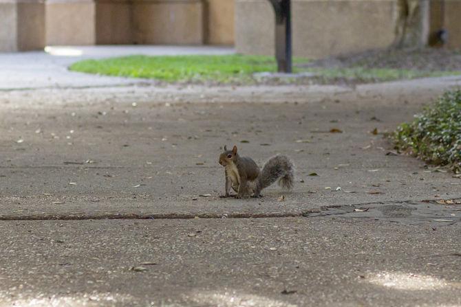 PHOTOS: A Squirrel's World