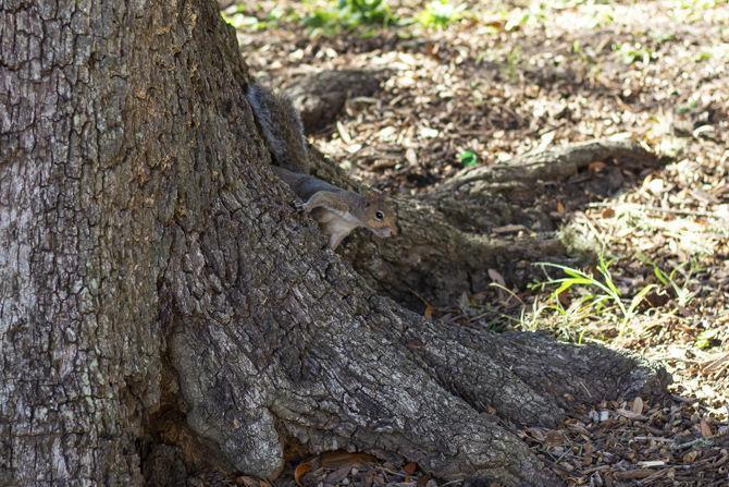 PHOTOS: A Squirrel's World