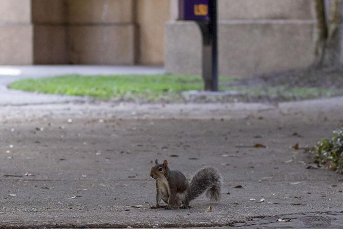 PHOTOS: A Squirrel's World