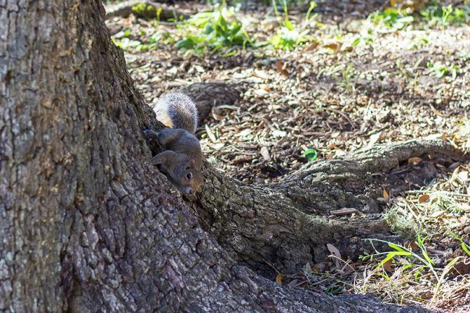 PHOTOS: A Squirrel's World