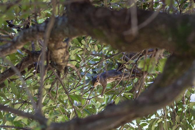 PHOTOS: A Squirrel's World