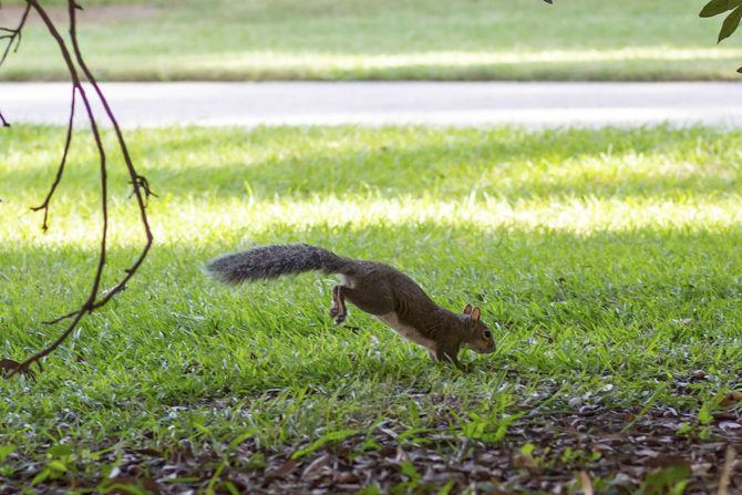 PHOTOS: A Squirrel's World