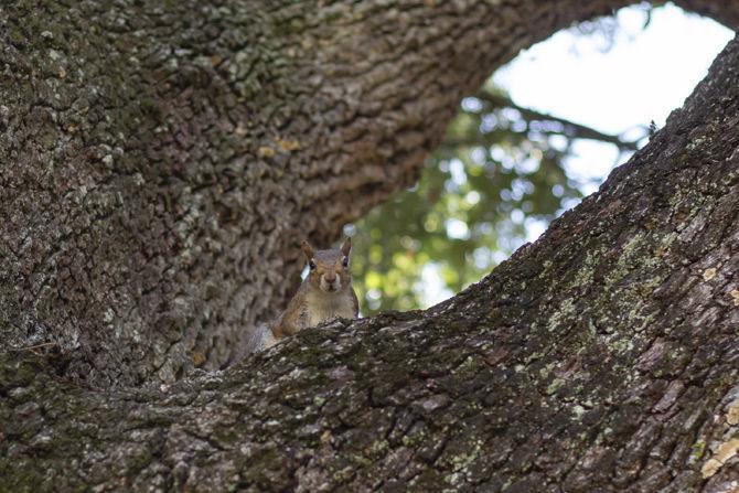 PHOTOS: A Squirrel's World