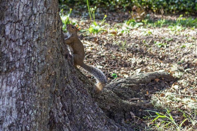 PHOTOS: A Squirrel's World