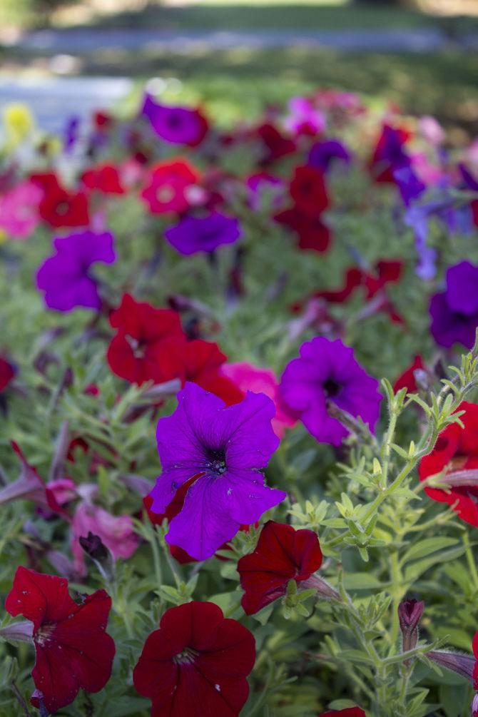 PHOTOS: LSU AgCenter Botanic Gardens