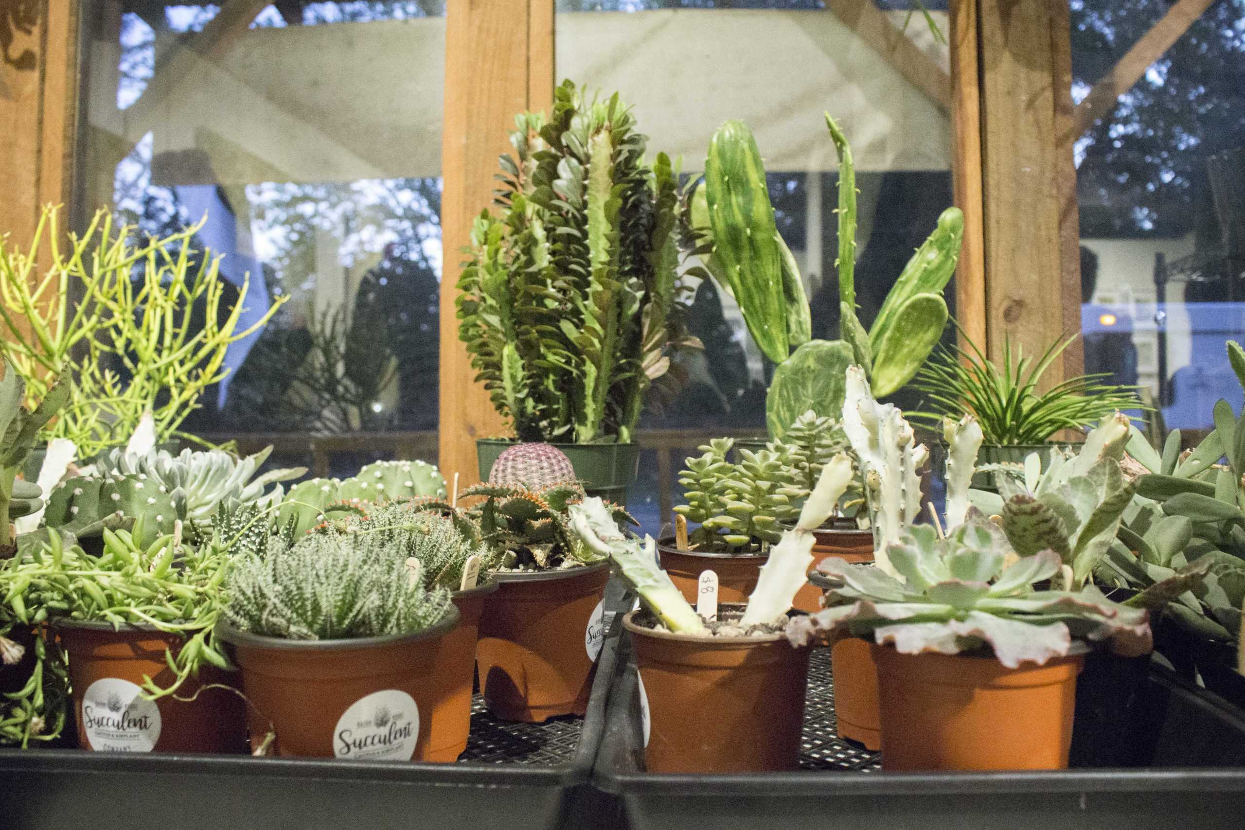 Baton Rouge Succulent Co. brings array of plants to city, to open new space in January