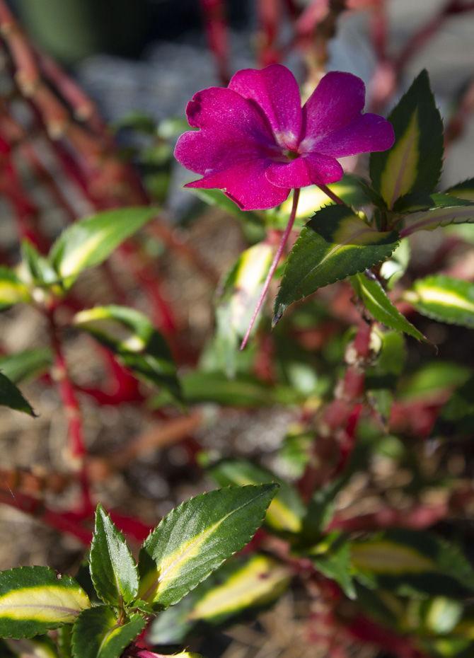 PHOTOS: LSU AgCenter Botanic Gardens