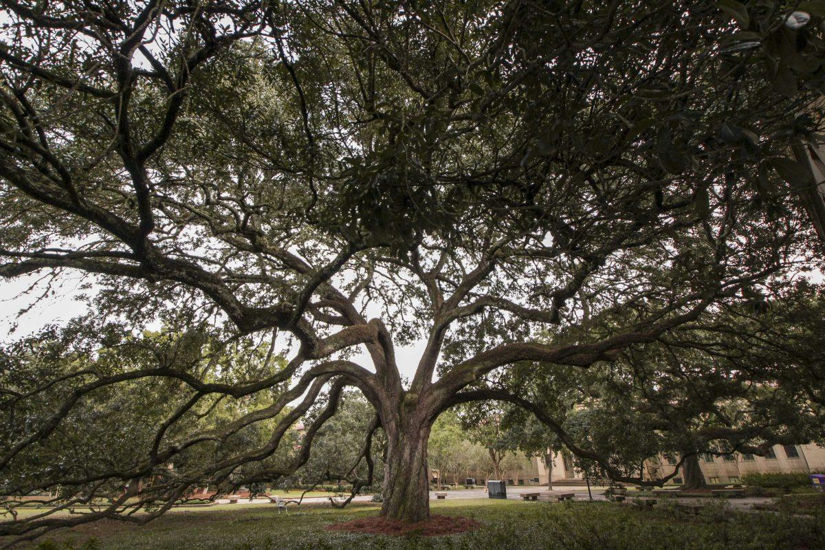 An oak tree stands in the Quad on Wednesday, Oct. 31, 2018.