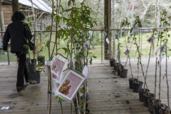 Julia Hawkins celebrates her 103 birthday with a cherry tree sale and a beautification project at the LSU Hilltop Arboretum on Saturday, Feb.9, 2019.