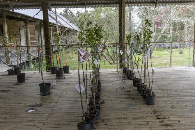 Julia Hawkins still planting trees after 50-plus years