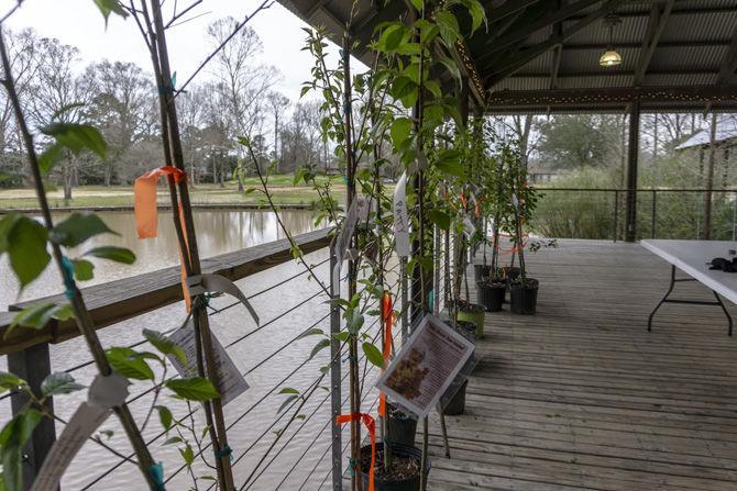 Julia Hawkins still planting trees after 50-plus years