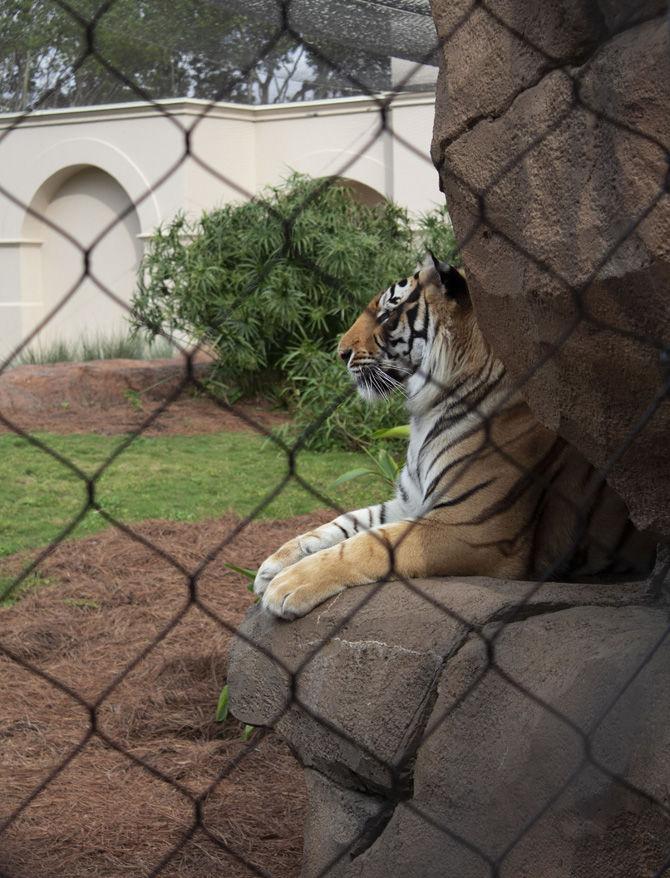 PHOTOS: Green LSU