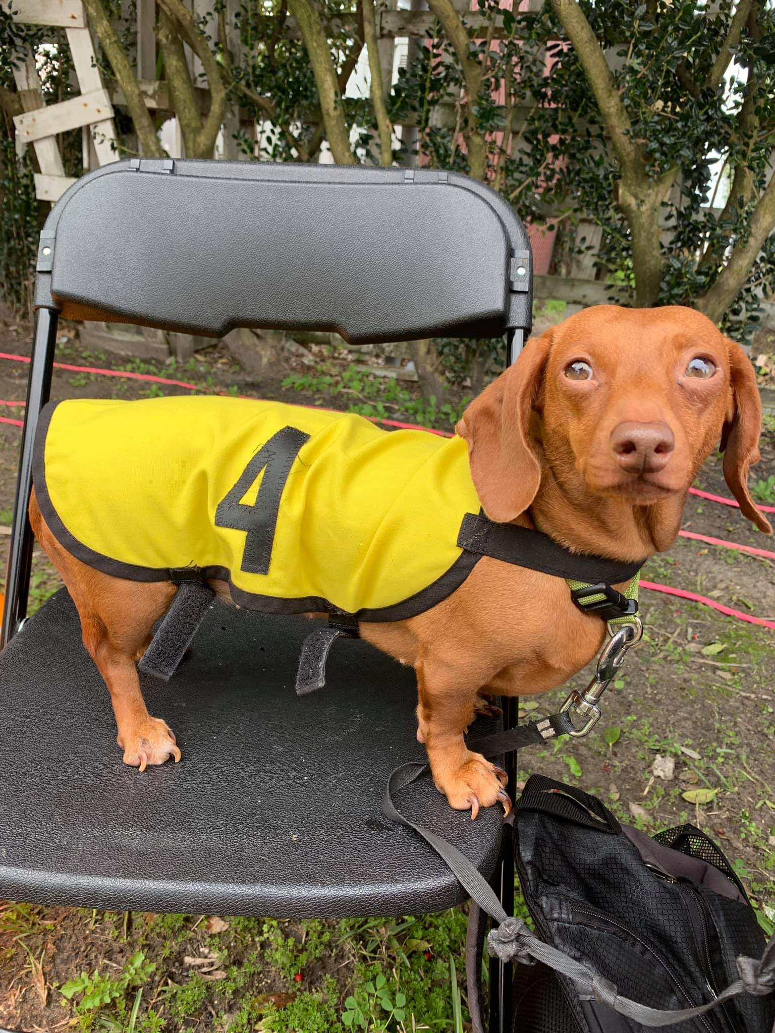 Fastest wiener dog found in New Orleans