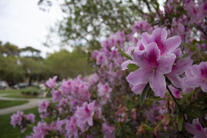 PHOTOS: Green LSU