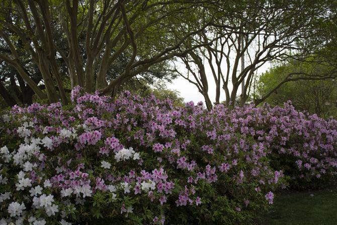 PHOTOS: Green LSU