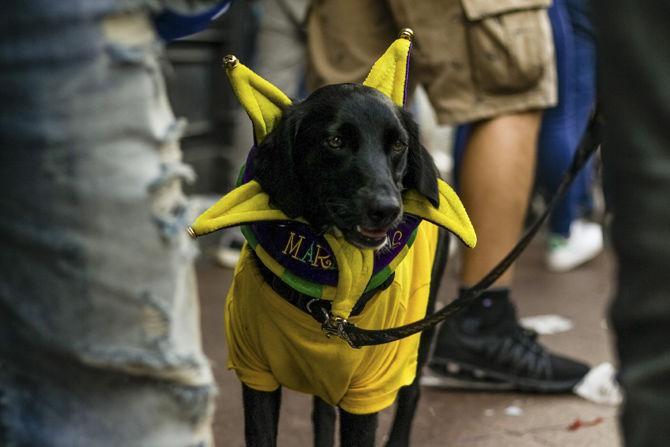 PHOTOS: Mardi Gras 2019