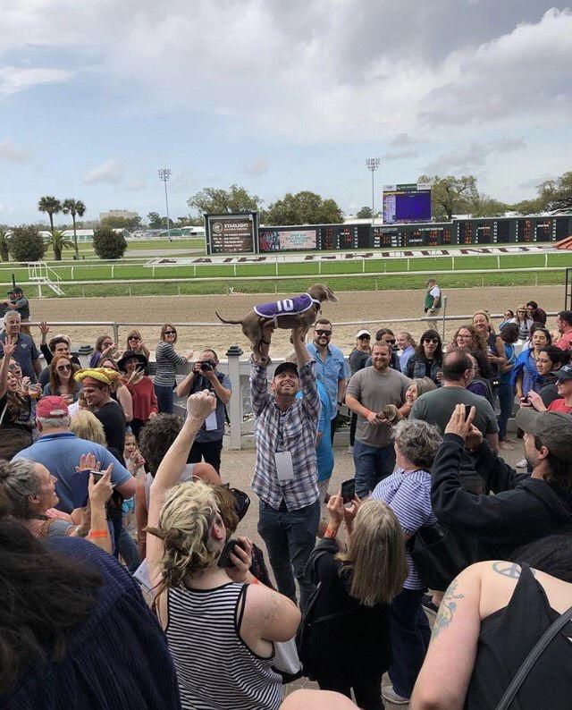 The winner of this year's annual Wiener Dog Race was a New Orleans native named Andouille. This was Andouille's first race.