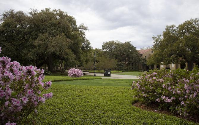 PHOTOS: Green LSU