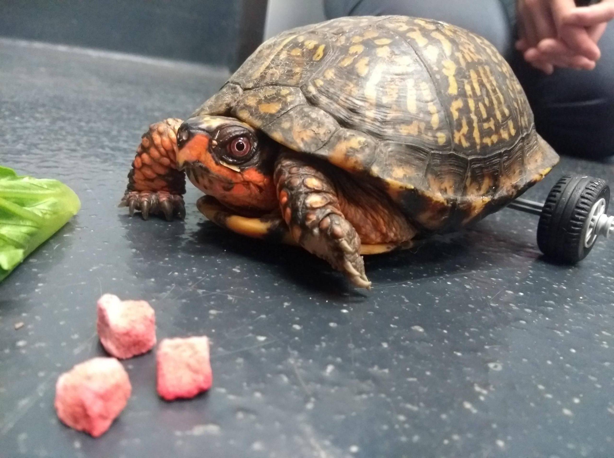 LSU Veterinary Teaching Hospital use LEGOs as solution for turtle's missing back legs