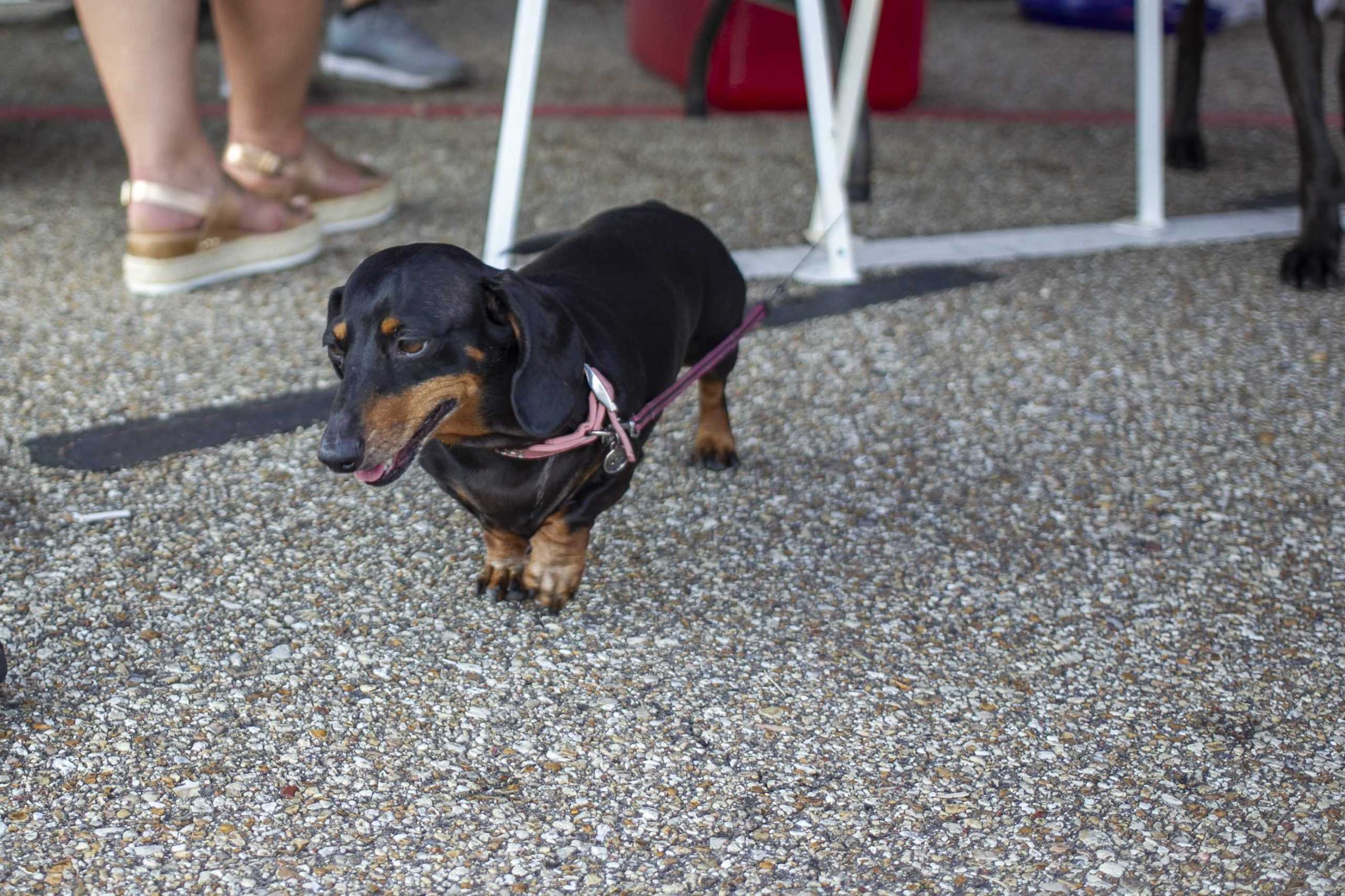 PHOTOS: Dogs on Game Day