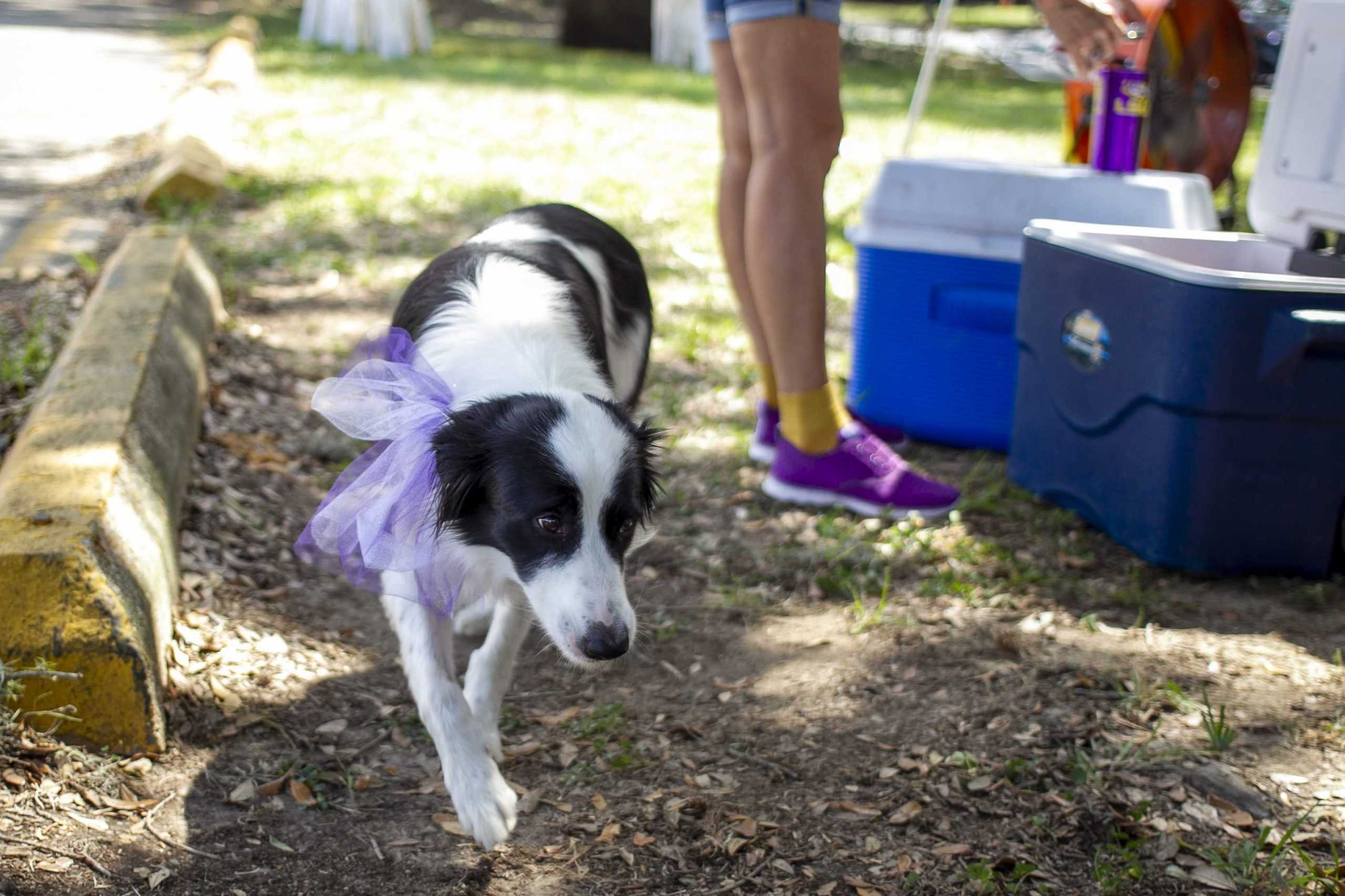 PHOTOS: Dogs on Game Day