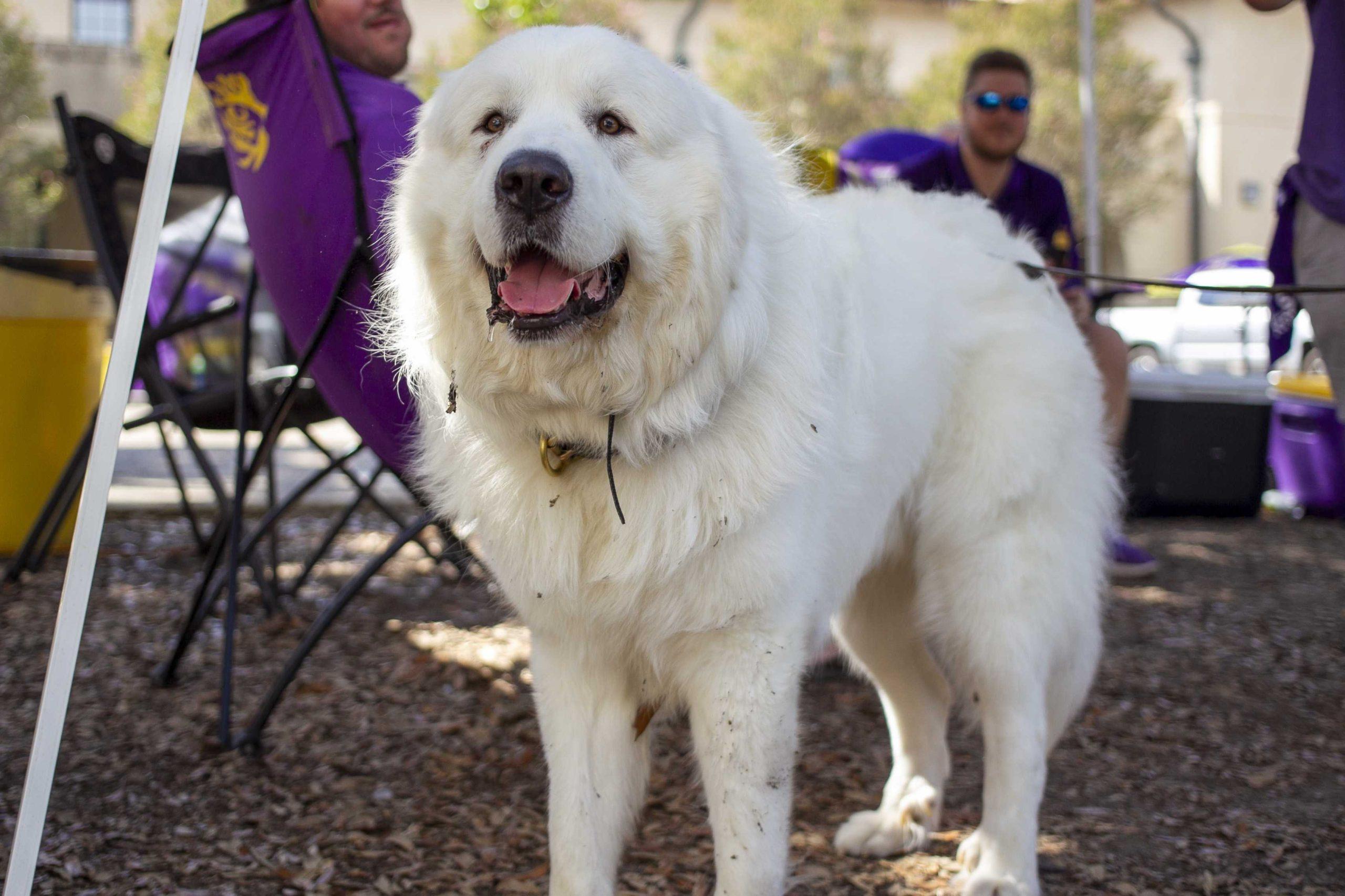 PHOTOS: Dogs on Game Day