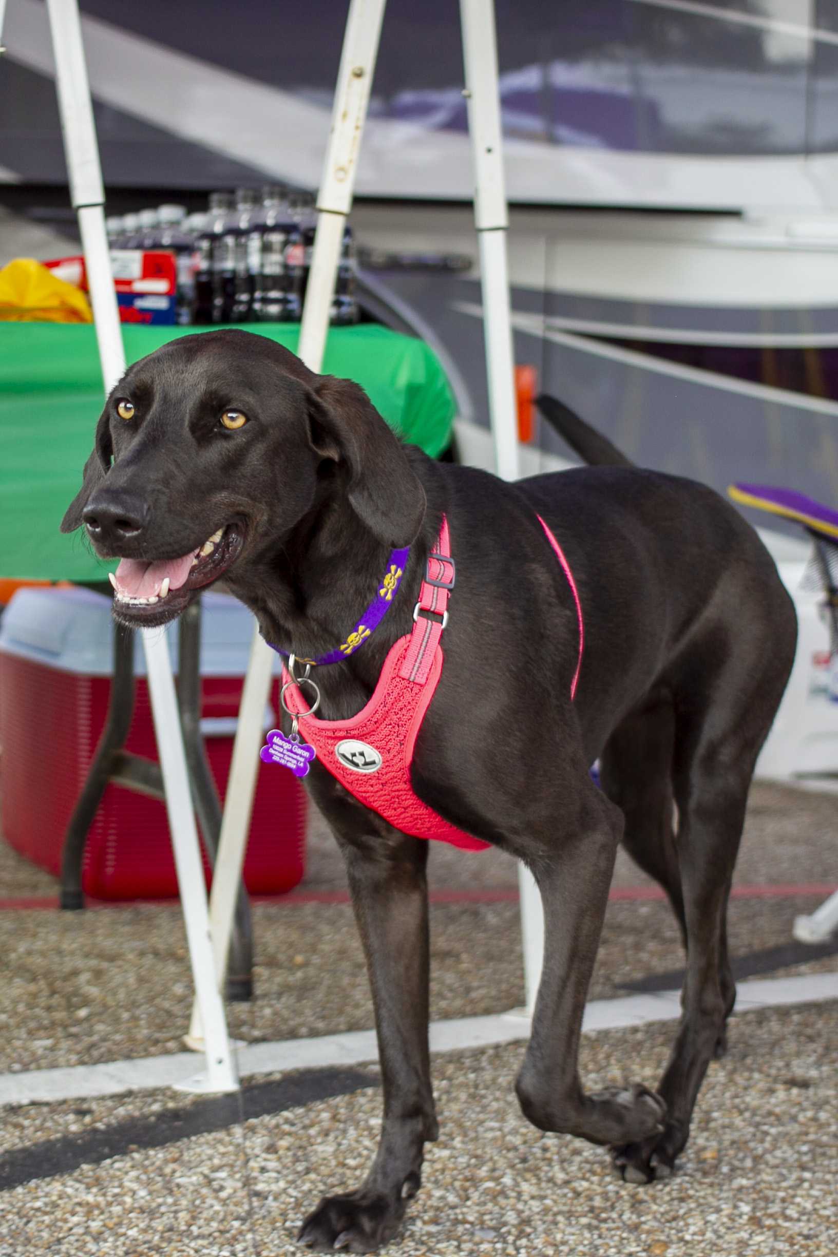 PHOTOS: Dogs on Game Day