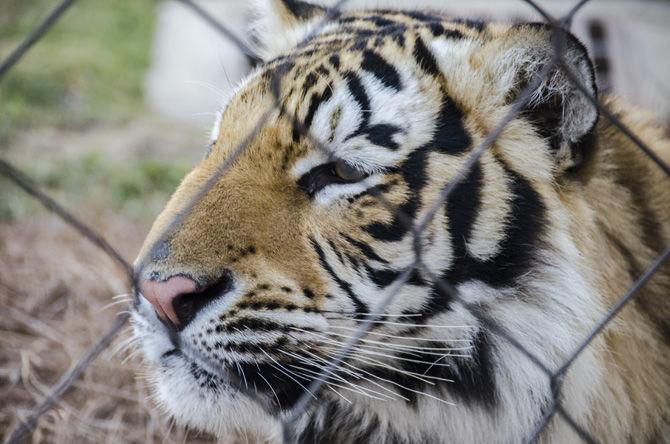 <p>Mike the Tiger enjoys the cold weather on Sunday, Jan. 14, 2018, in his habitat on LSU campus.</p>