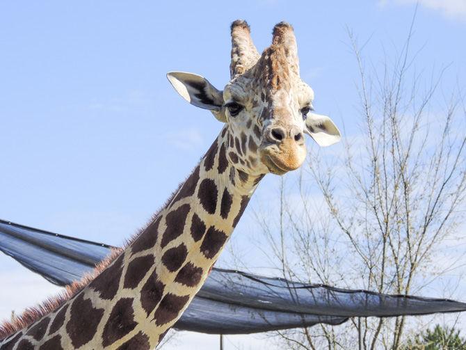 The Baton Rouge Zoo is home to many animals on Monday, Oct. 23, 2017, on Thomas Road.