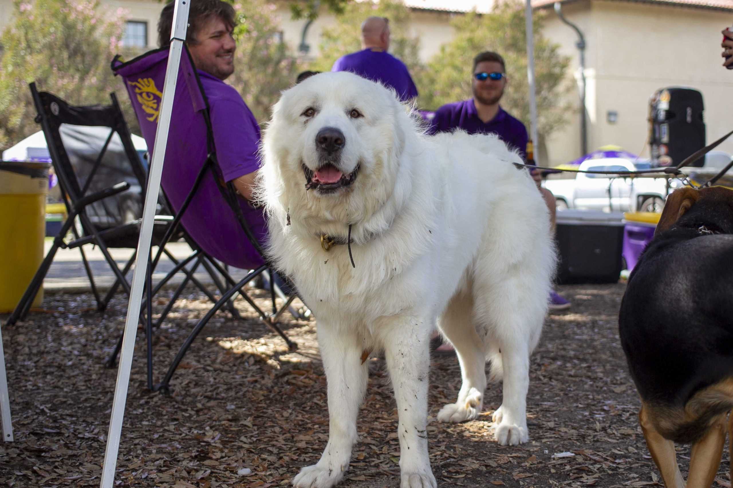 PHOTOS: Dogs on Game Day