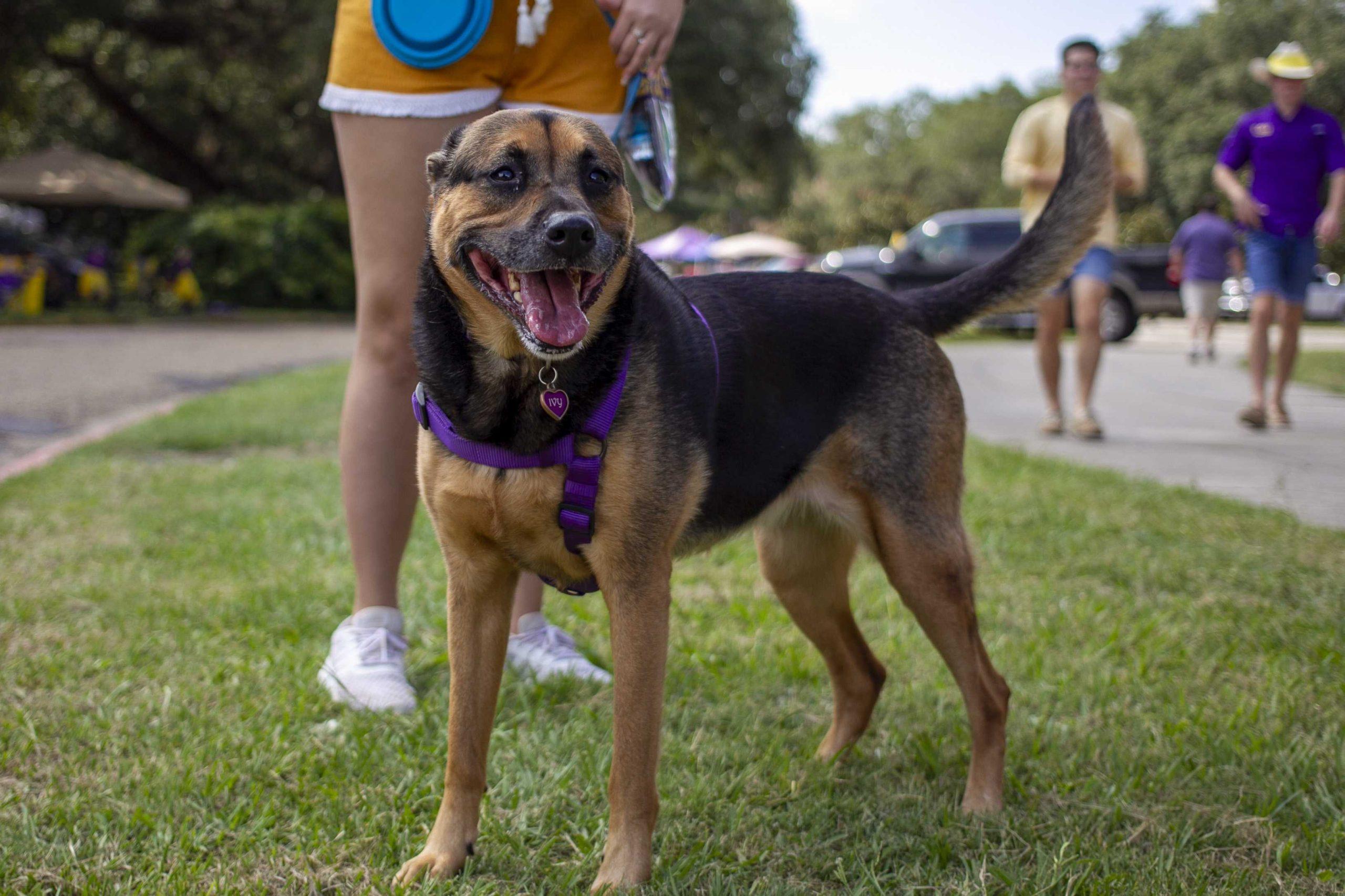 PHOTOS: Dogs on Game Day