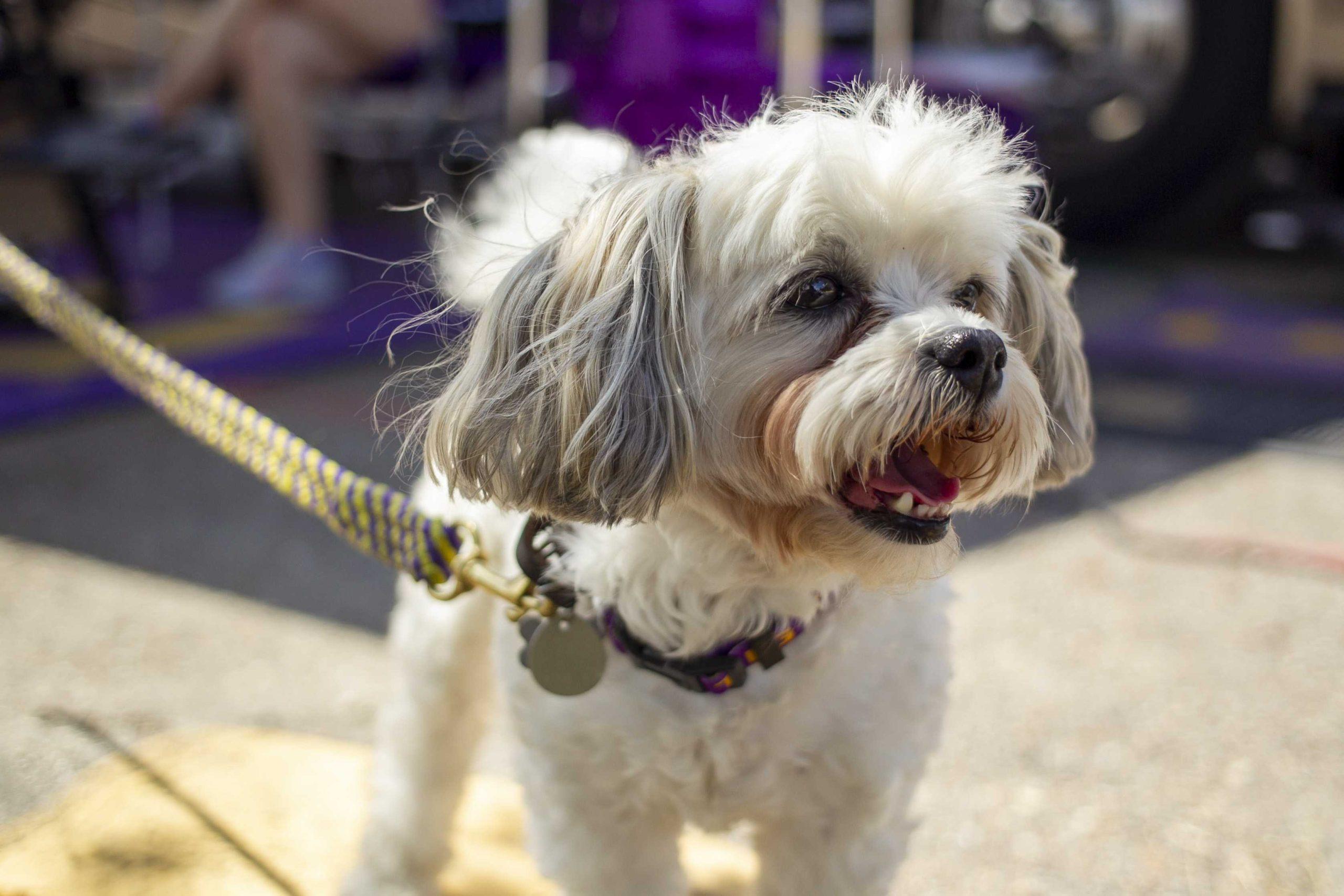 PHOTOS: Dogs on Game Day