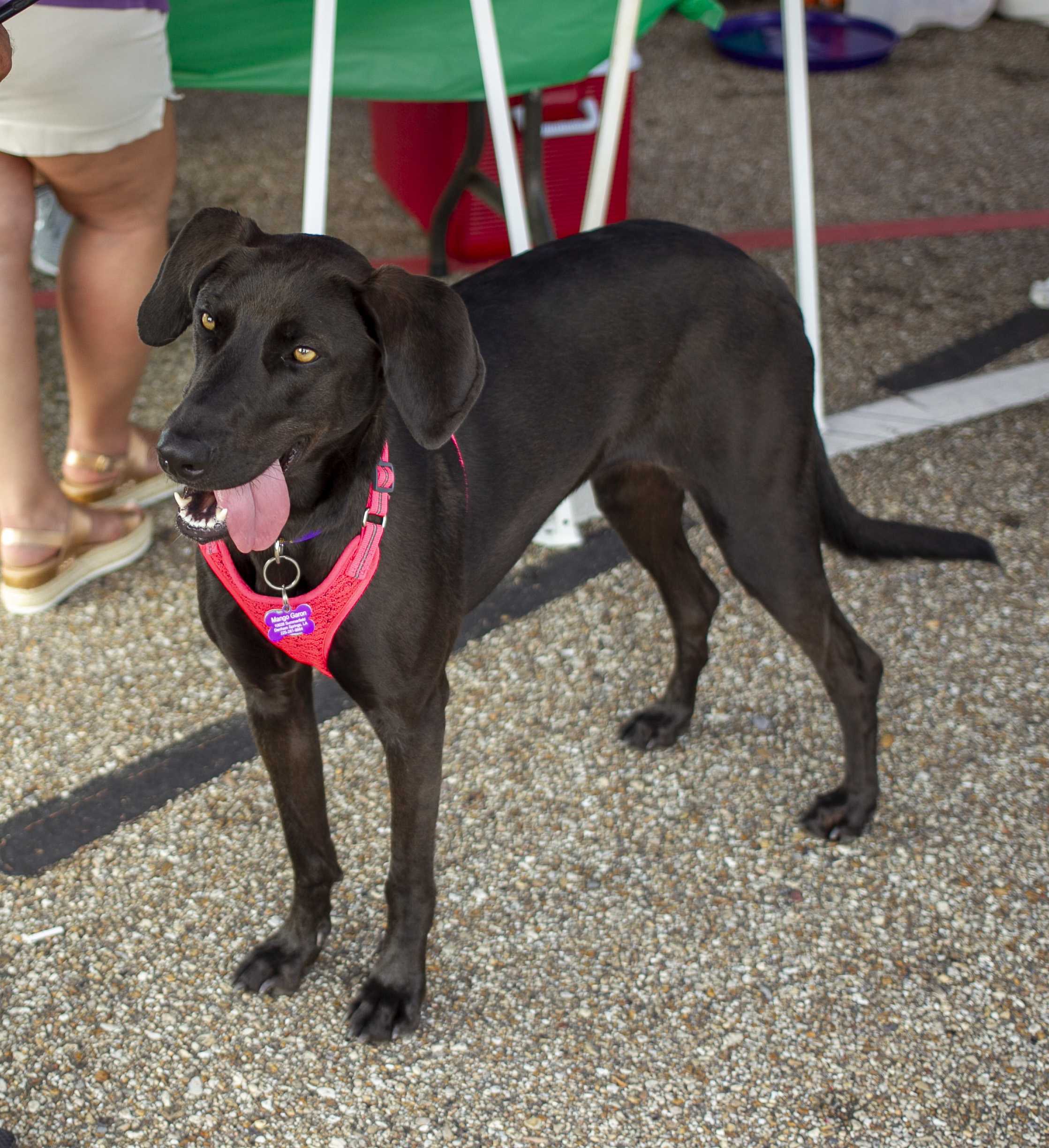 PHOTOS: Dogs on Game Day