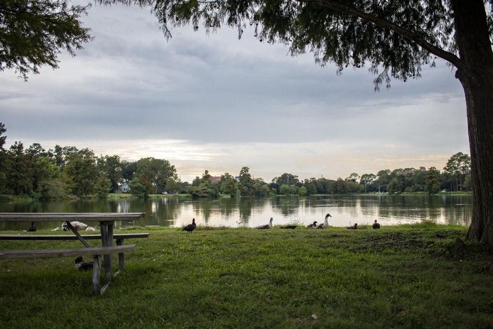 <p>Local ducks hangout by University Lake at Milford Wampold Memorial Park on Sunday, September 23, 2018.</p>