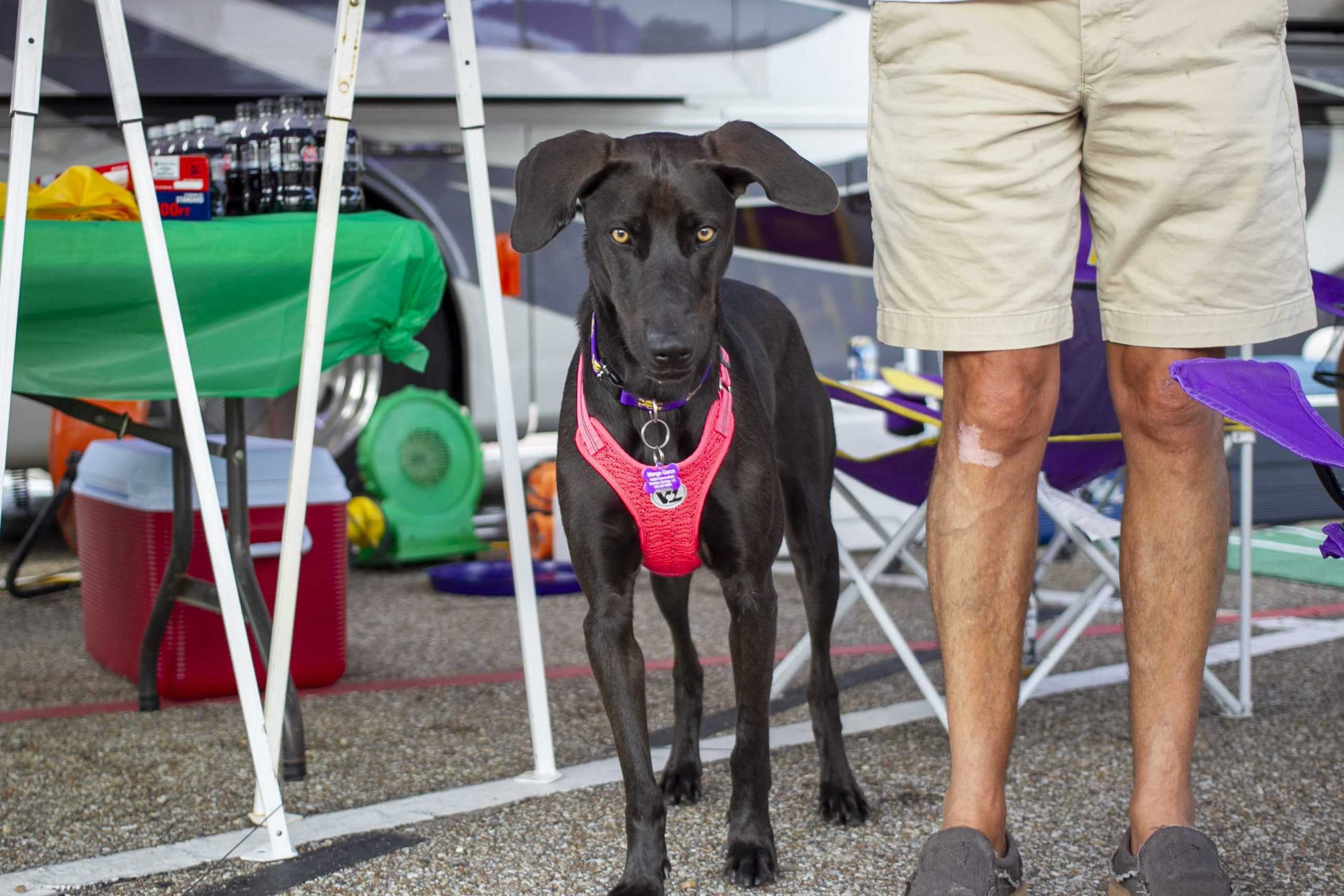 PHOTOS: Dogs on Game Day