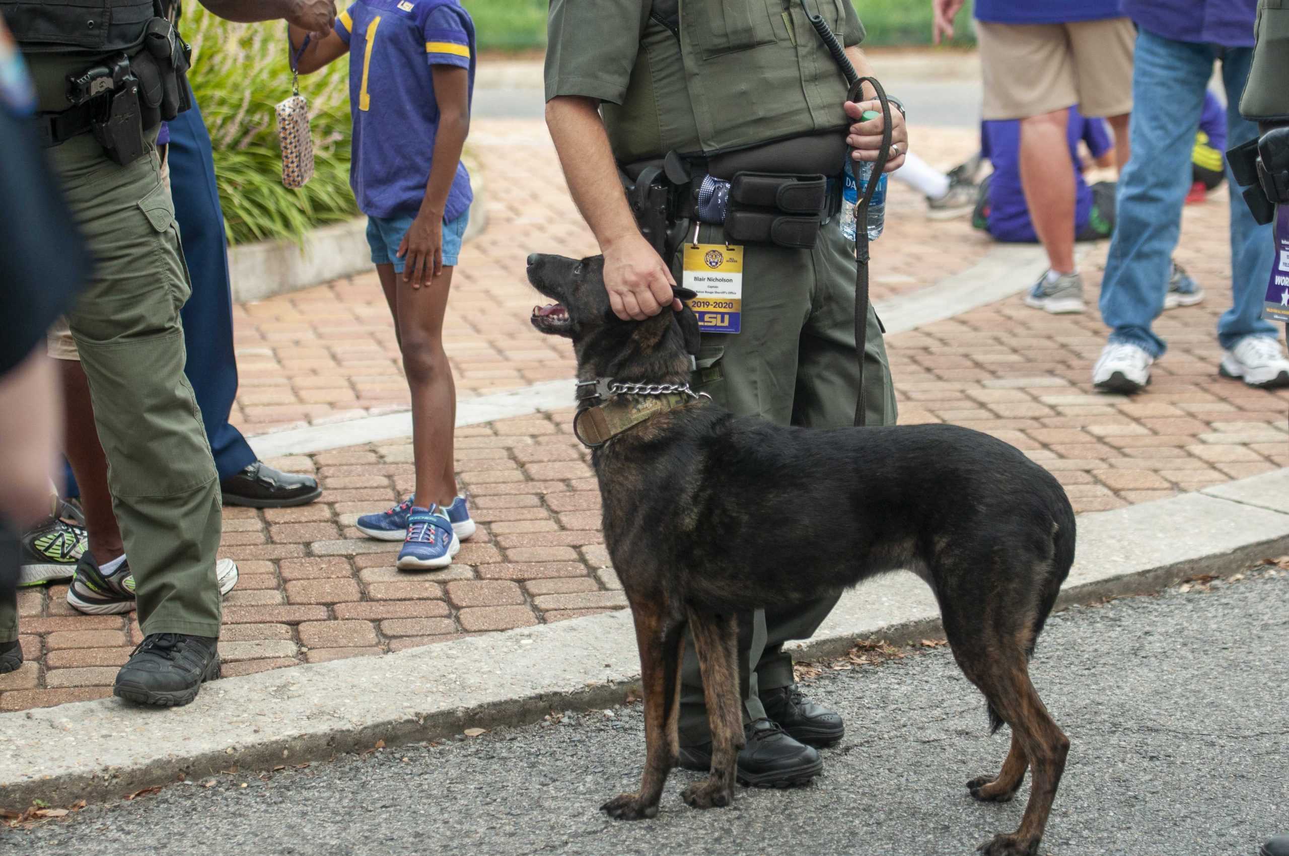 PHOTOS: Dogs on Game Day