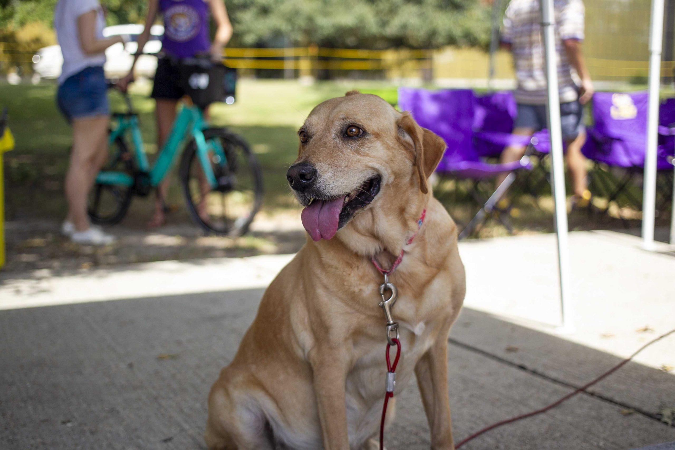 PHOTOS: Dogs on Game Day