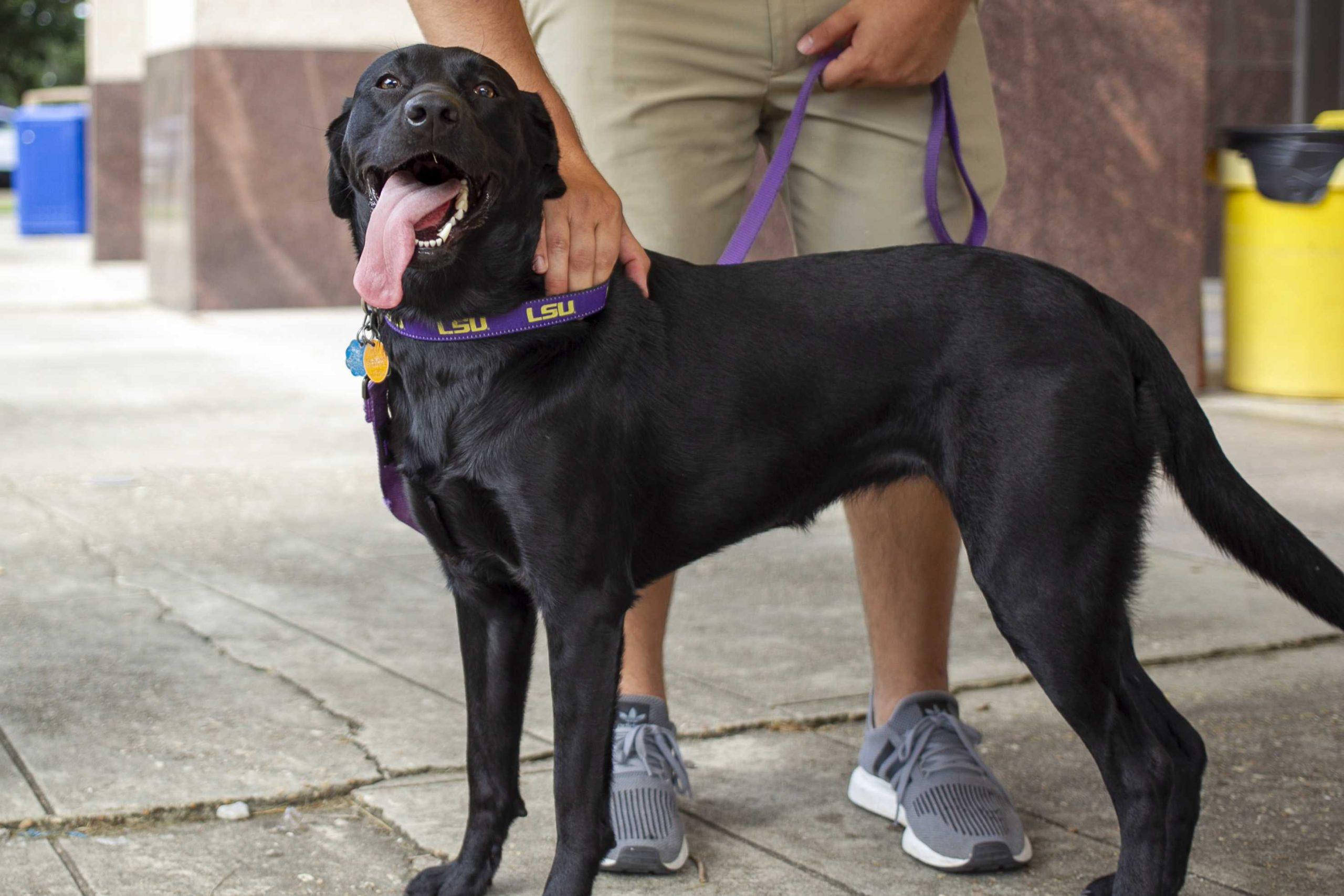 PHOTOS: Dogs on Game Day