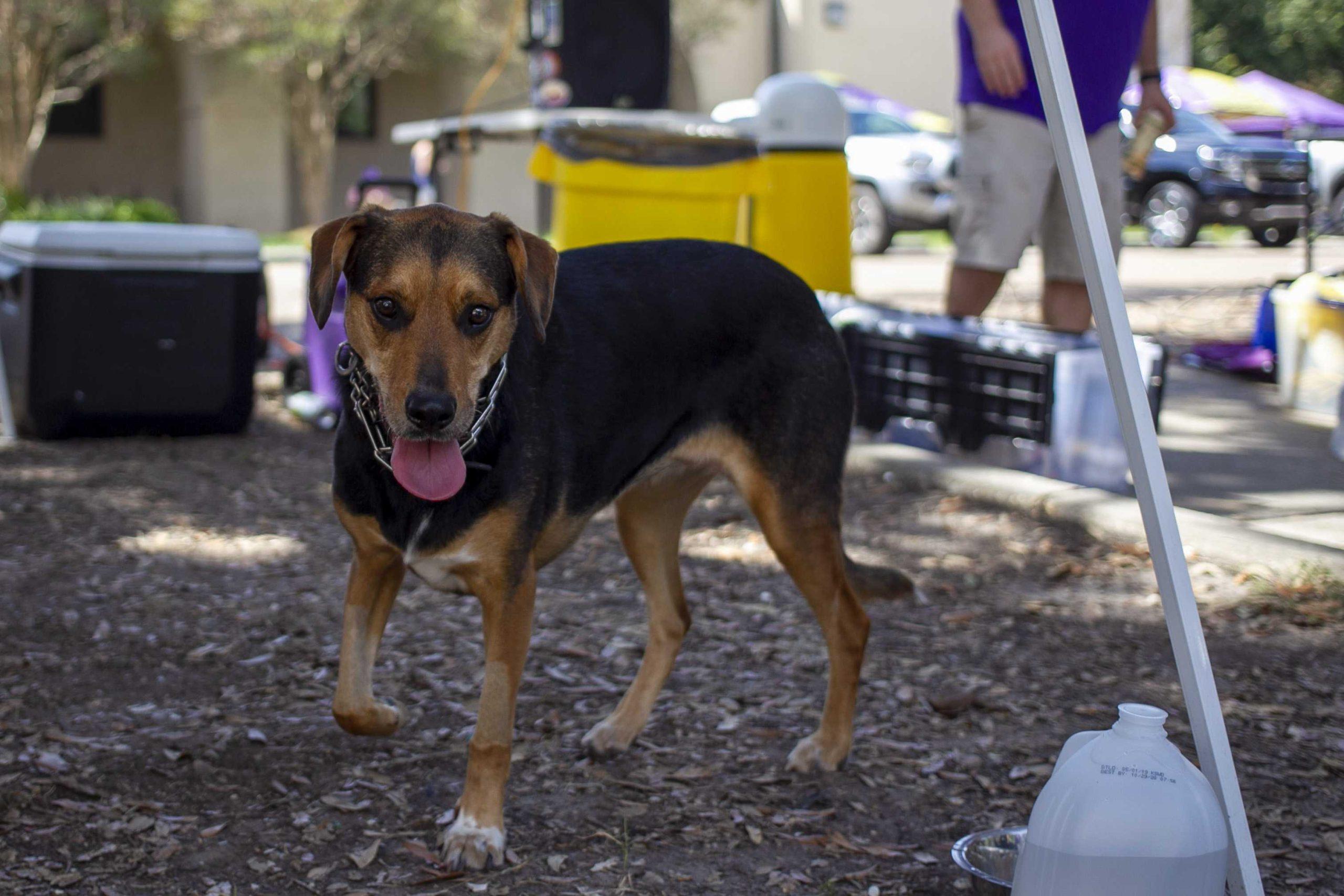 PHOTOS: Dogs on Game Day