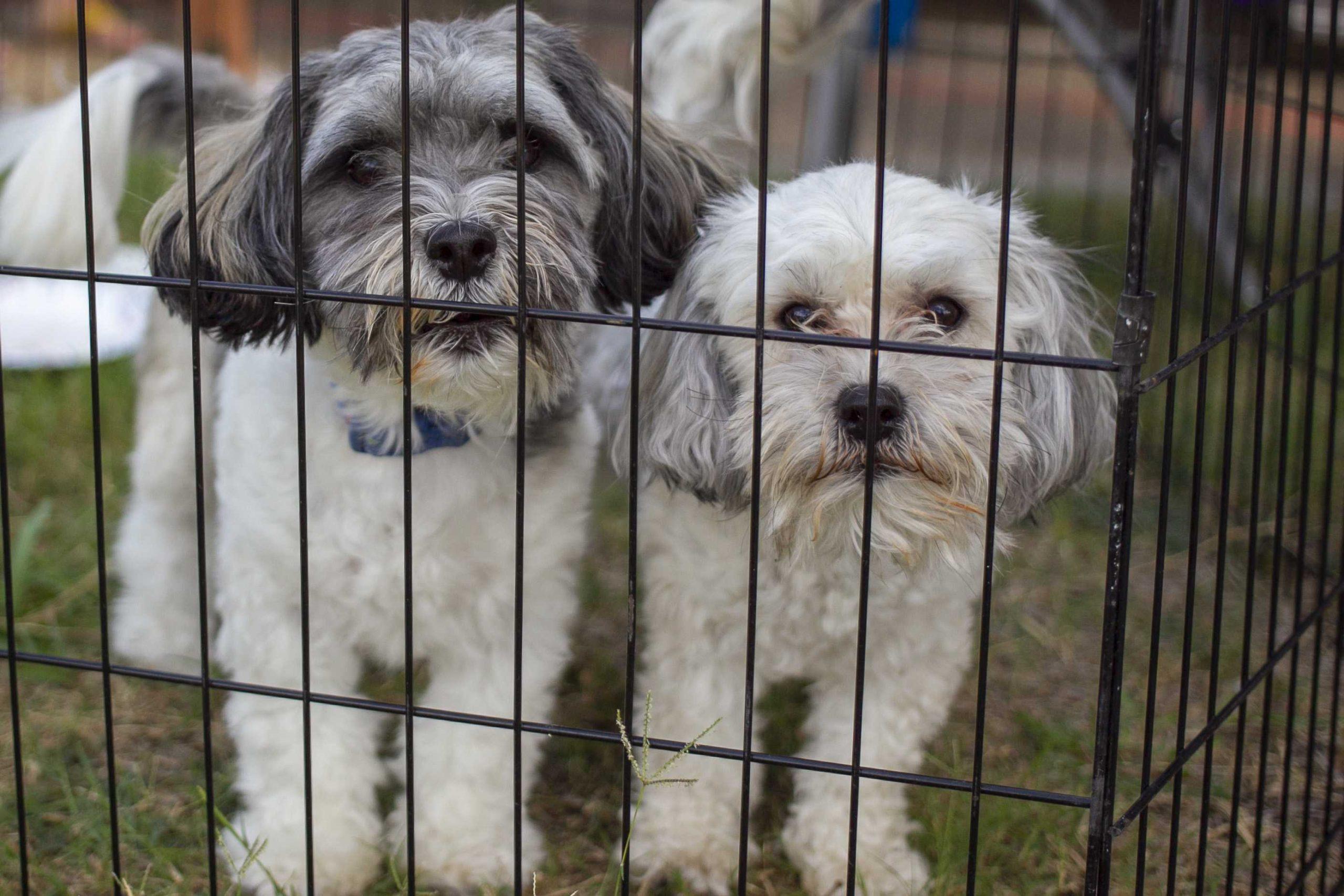 PHOTOS: Dogs on Game Day