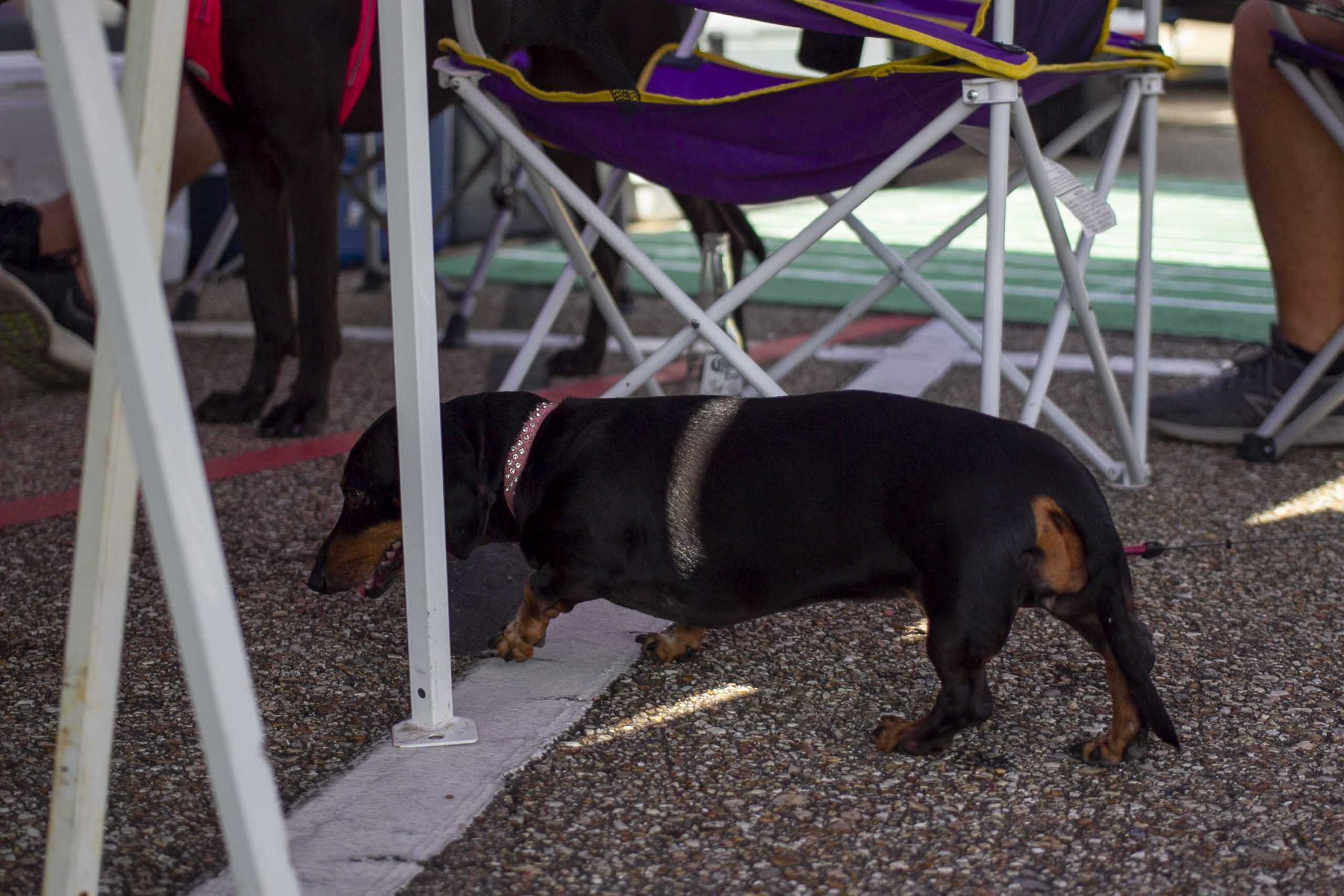 PHOTOS: Dogs on Game Day