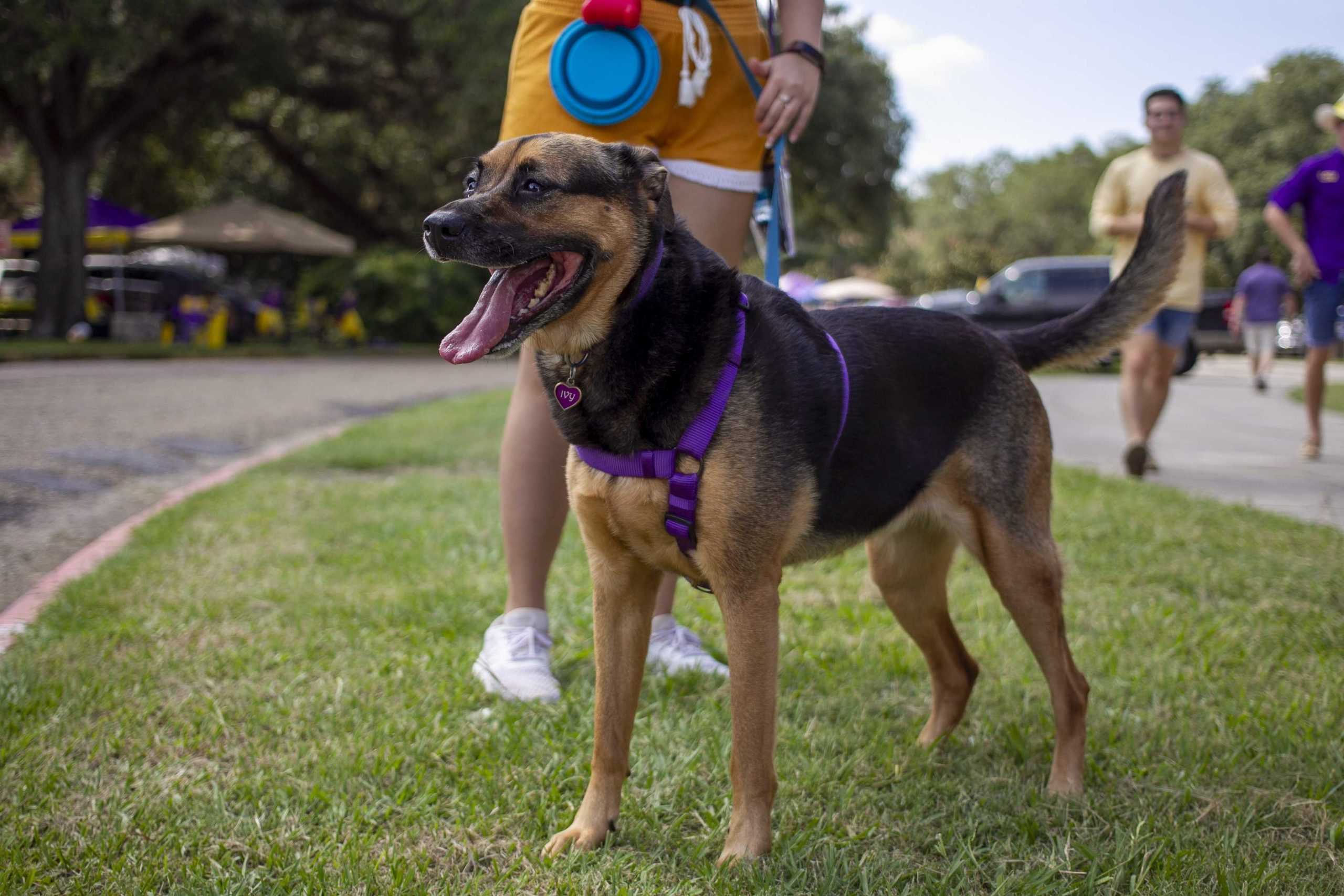 PHOTOS: Dogs on Game Day