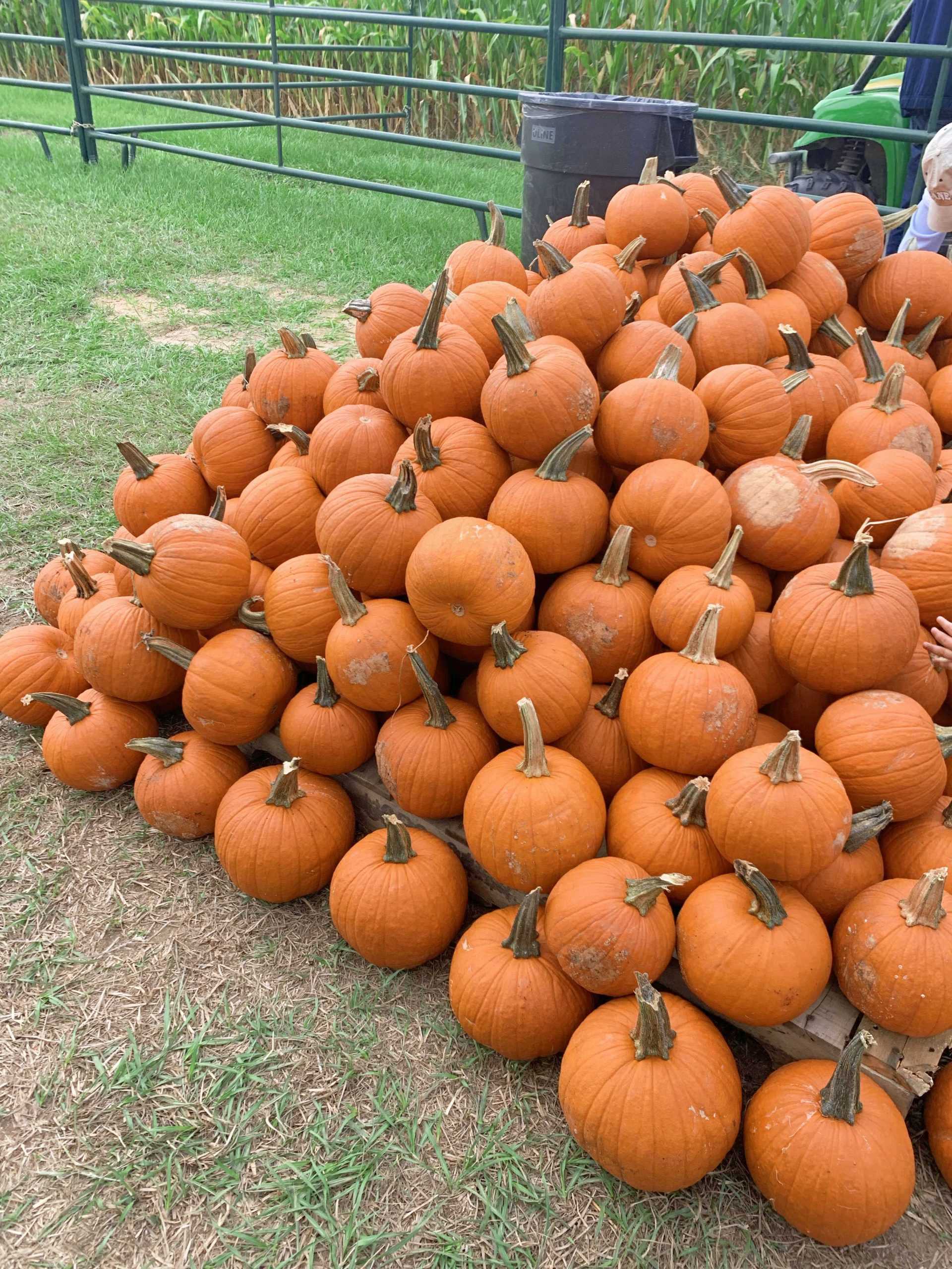 LSU AgCenter Botanic Gardens hosts corn maze, other fall activities