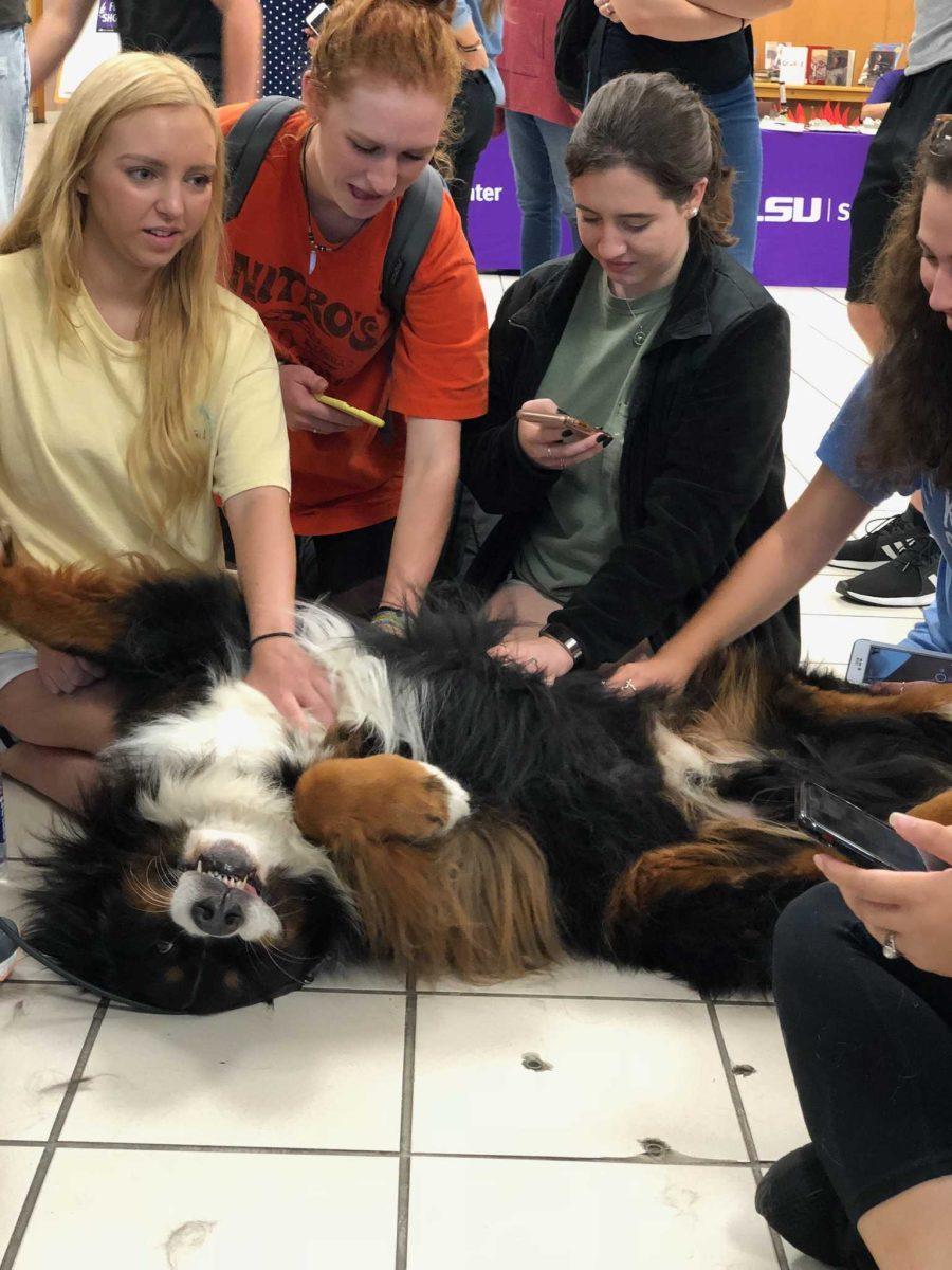 Tiger HATS dog Decker participates in a stress relief&#160;session with students at Middleton Library.&#160;