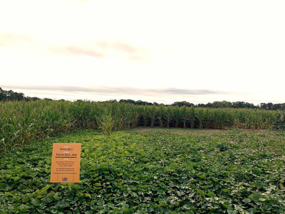 Visitors can learn about six different types of sweet potato at the LSU AgCenter Botanic Garden's corn maze.