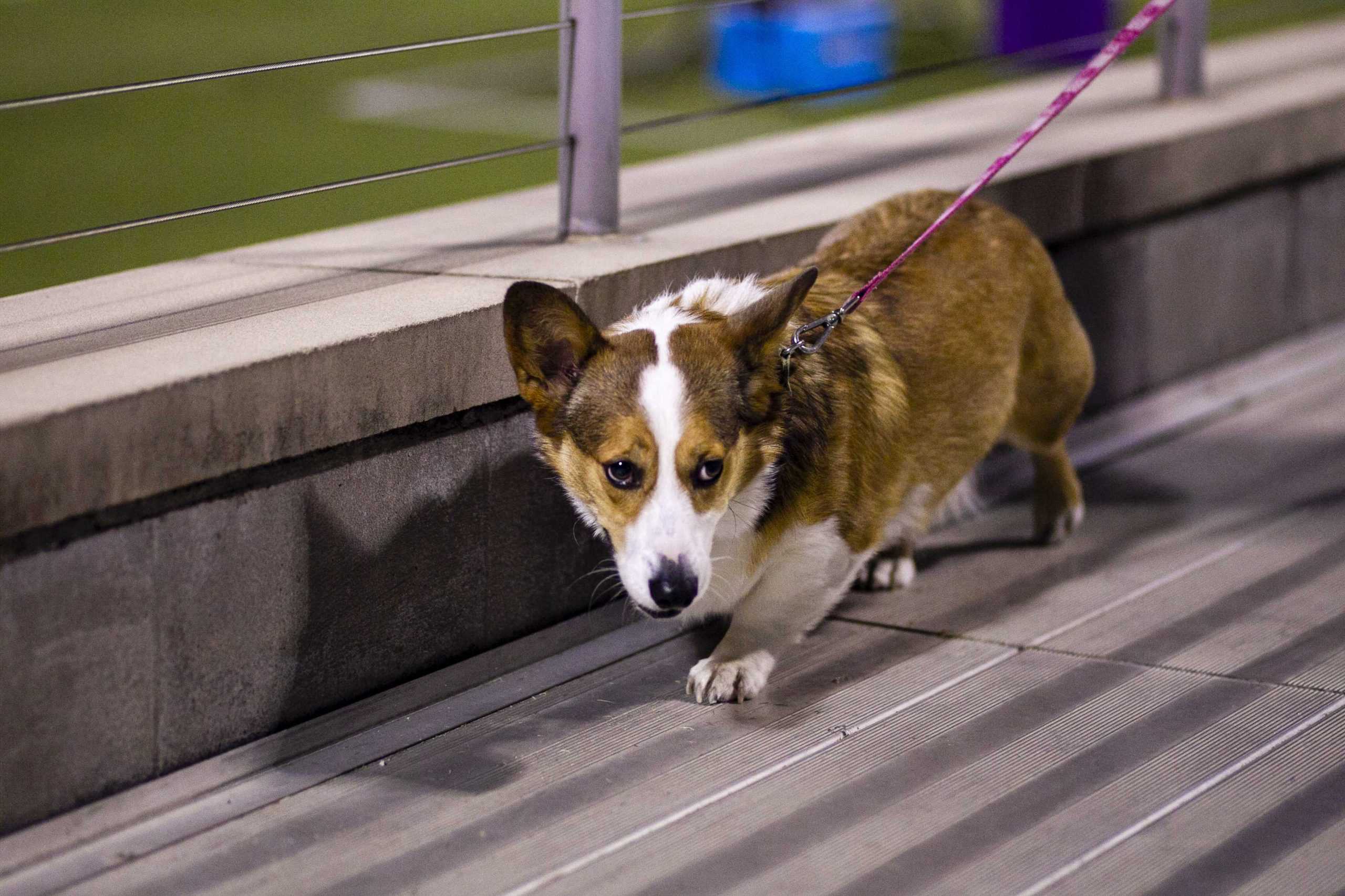 PHOTOS: LSU Soccer ties Mississippi State