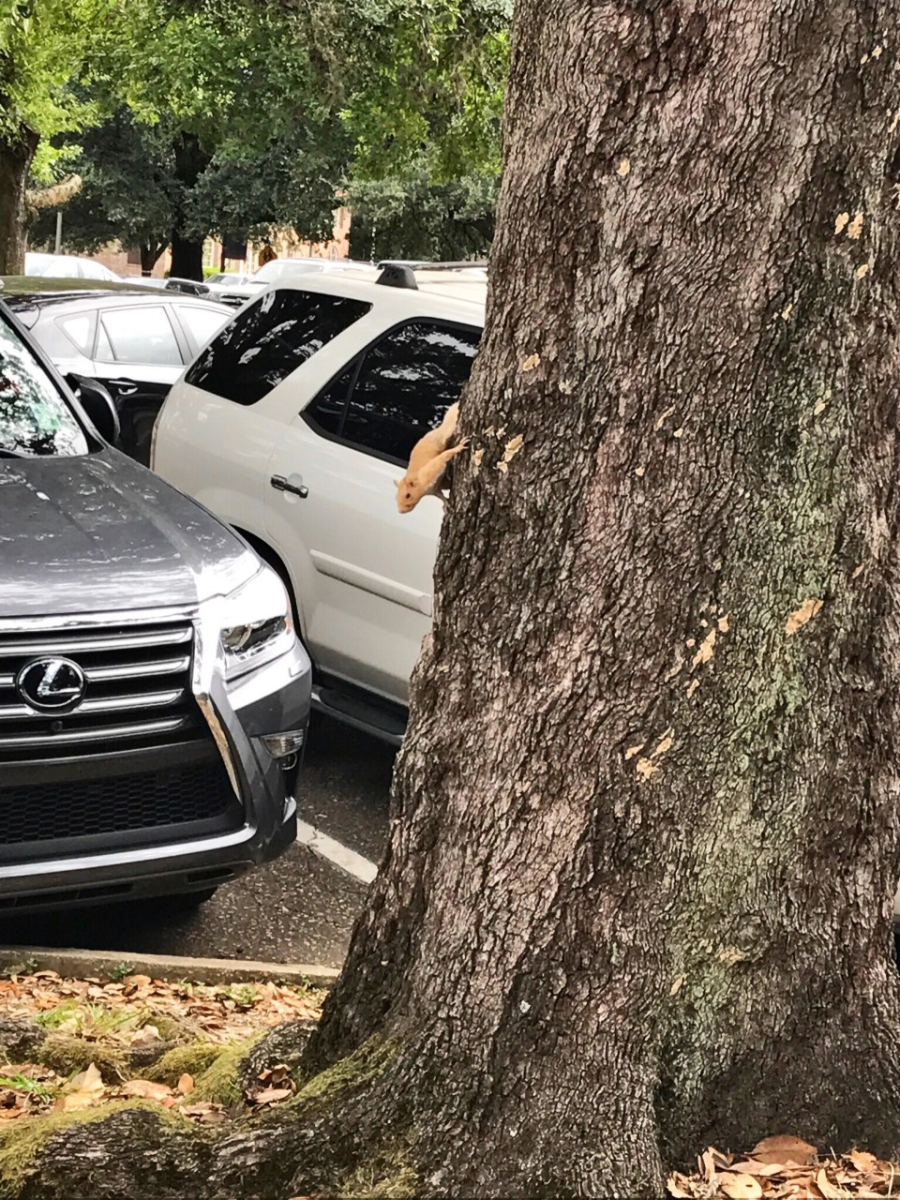 The "albino" squirrel climbs a tree on LSU's campus in September 2019.