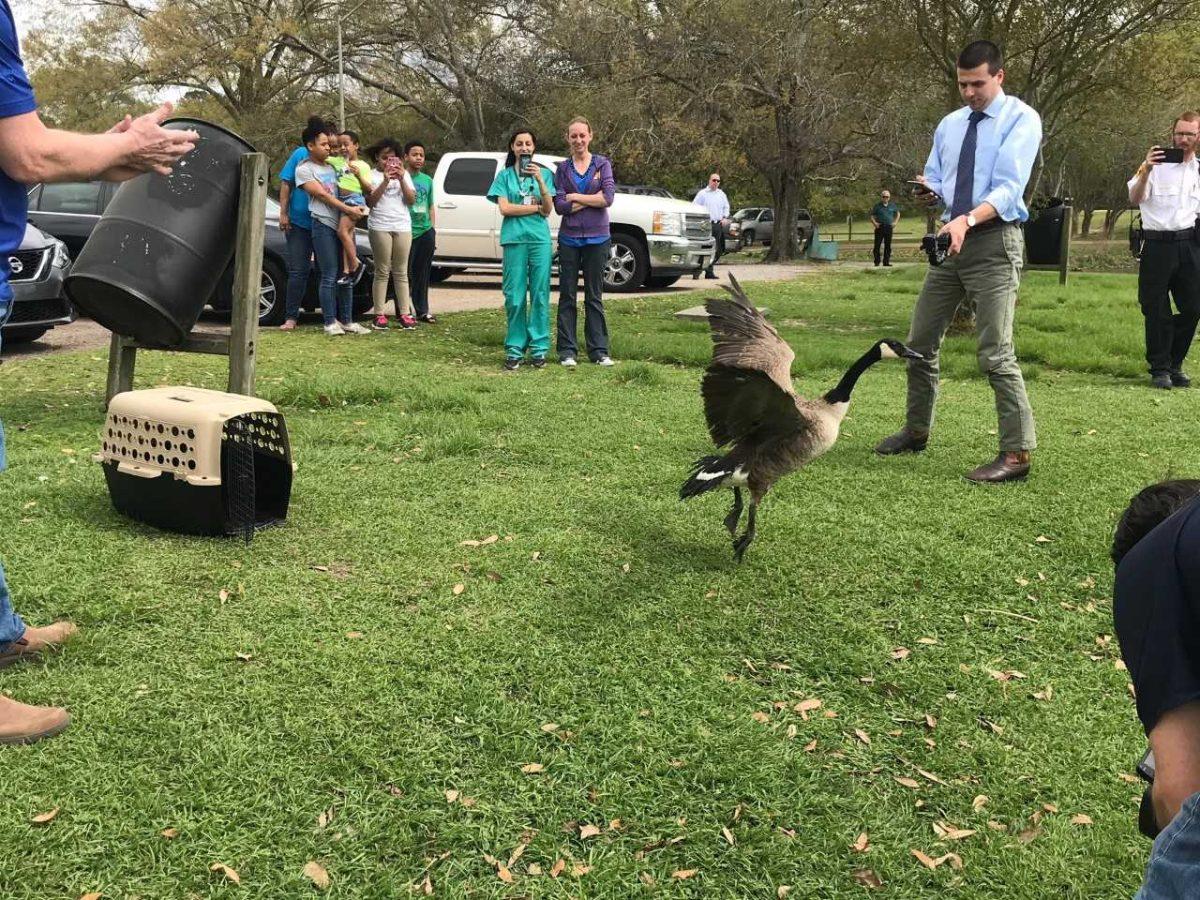 Dr. Javier Nevarez, Director of the Wildlife Hospital of Louisiana, assists in releasing a rehabilitated goose at the LSU Lakes.&#160;&#160;